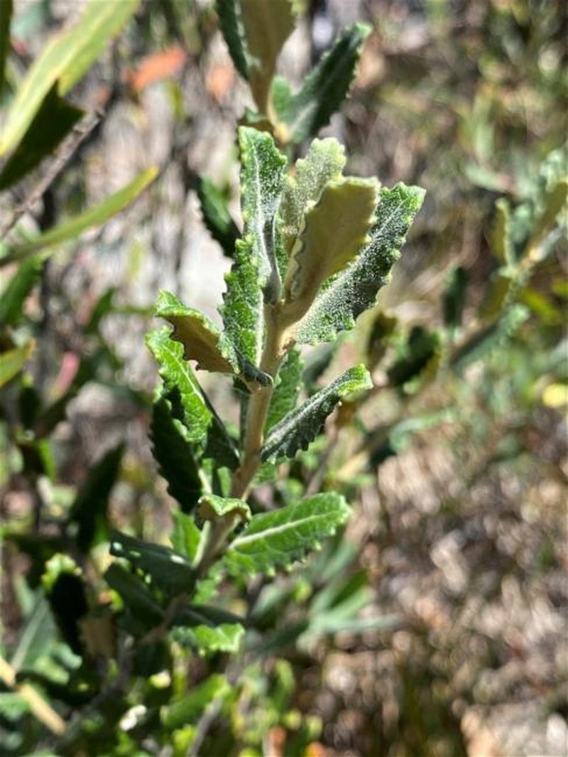 Olearia montana photo 4