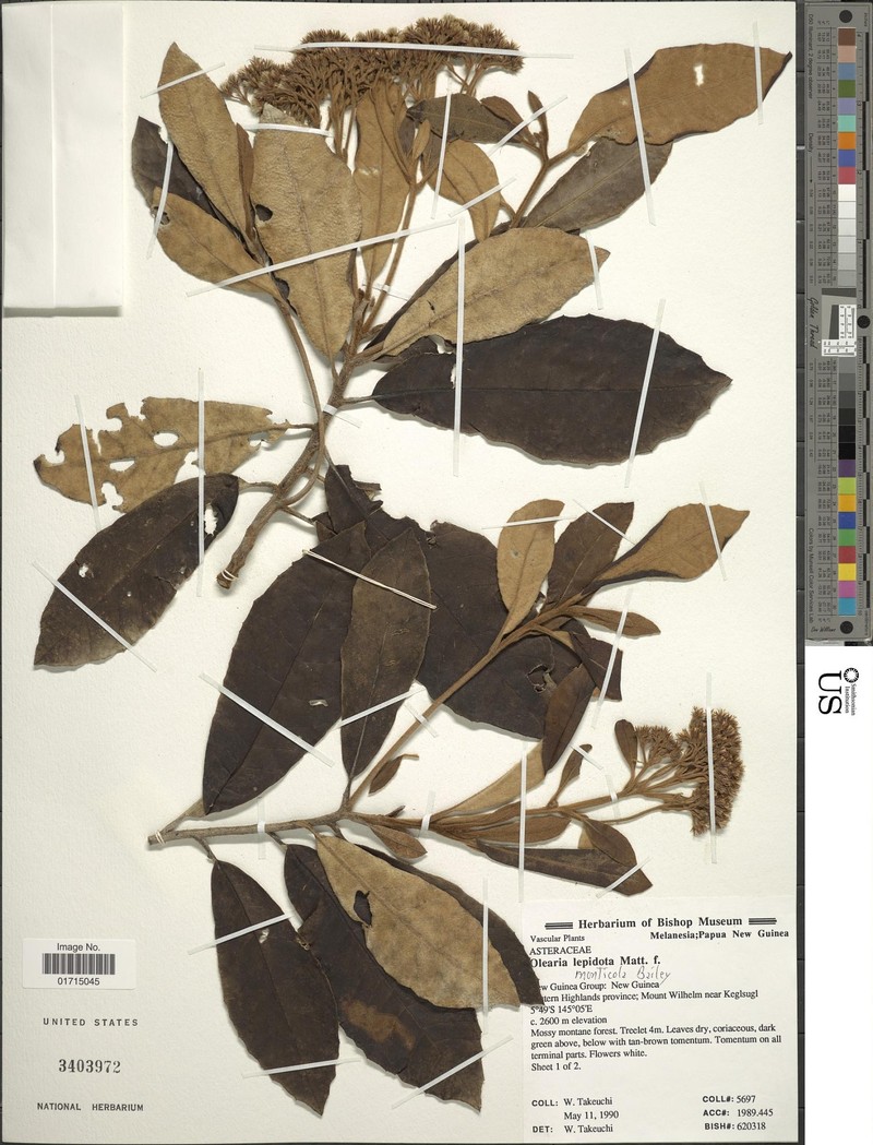 Olearia monticola