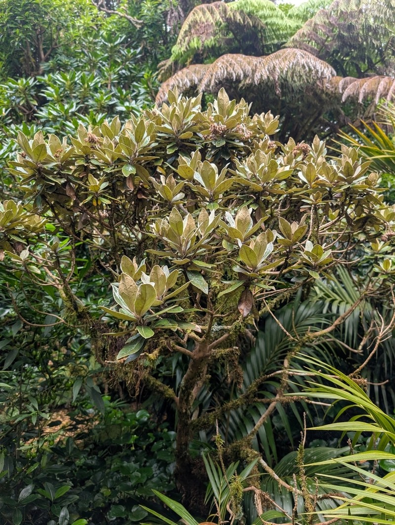Olearia mooneyi