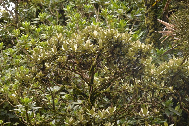 Olearia mooneyi photo 3