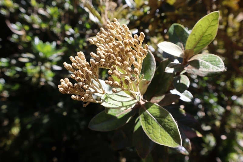 Olearia mooneyi photo 5