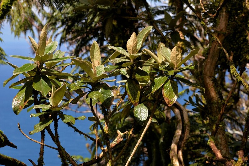 Olearia mooneyi photo 6