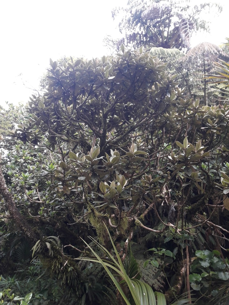 Olearia mooneyi photo 7