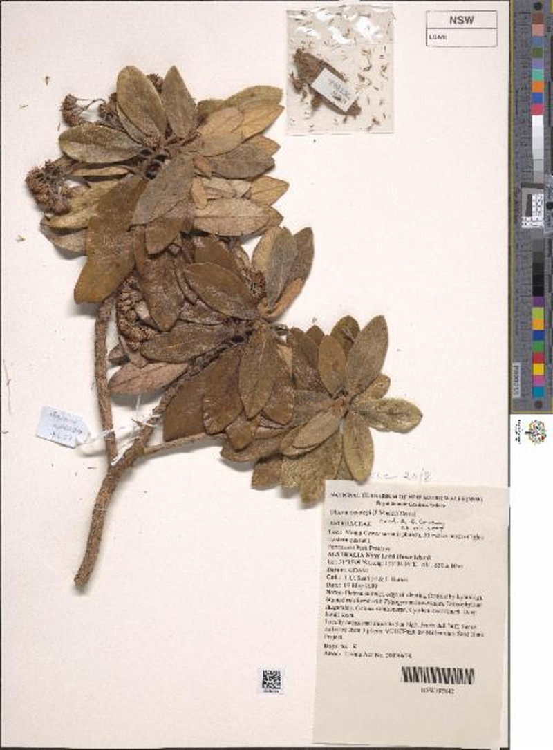 Olearia mooneyi photo 8