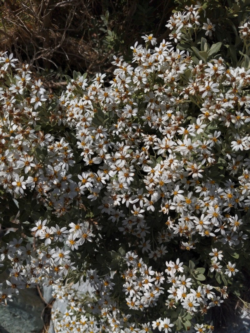 Olearia moschata photo 2
