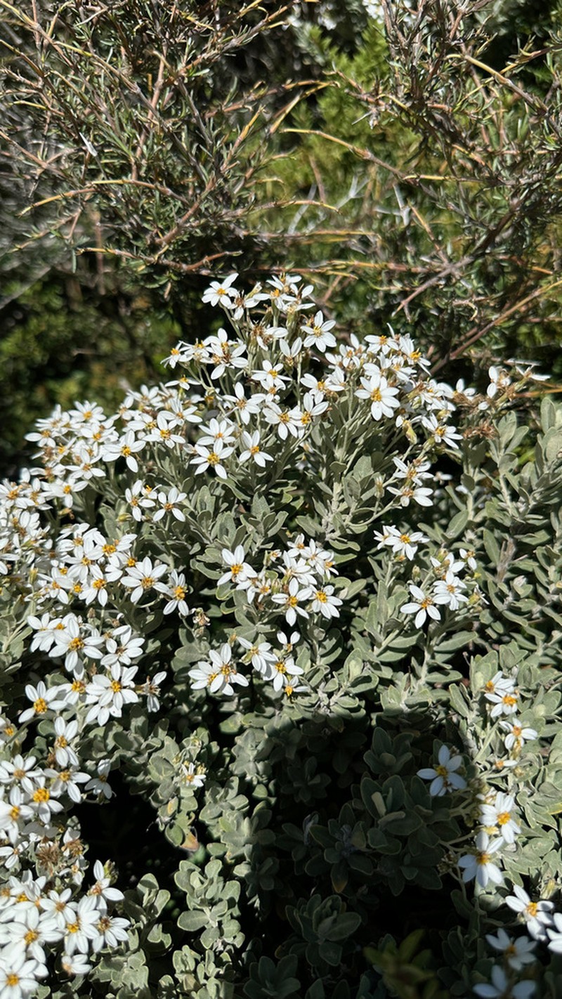 Olearia moschata photo 3