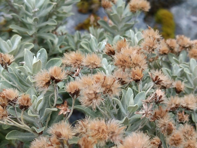 Olearia moschata photo 4