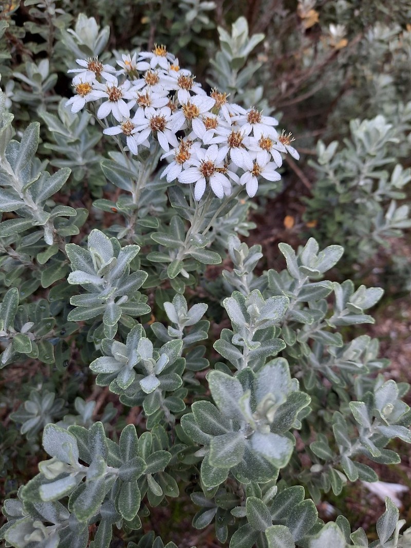 Olearia moschata photo 5