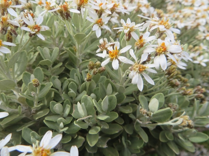 Olearia moschata photo 6