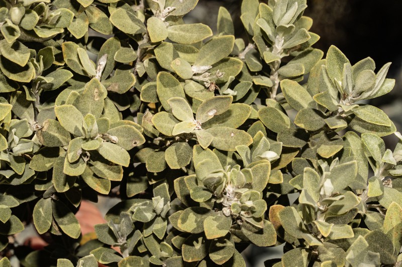 Olearia moschata photo 7
