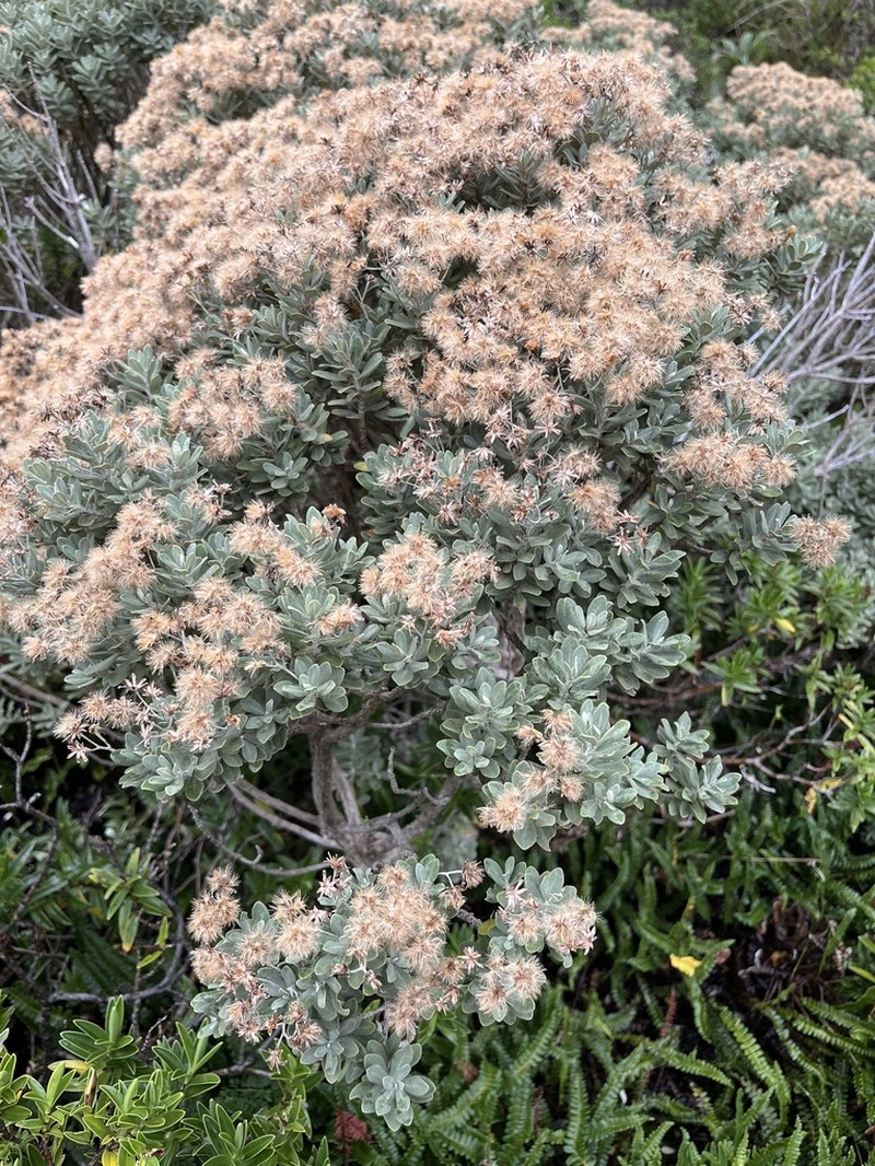 Olearia moschata photo 8