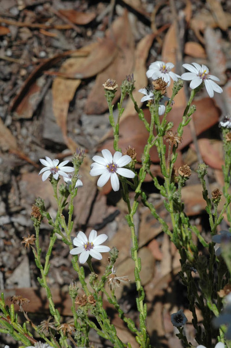 Olearia muricata