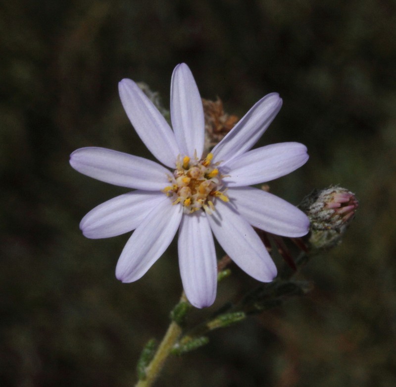 Olearia muricata photo 2