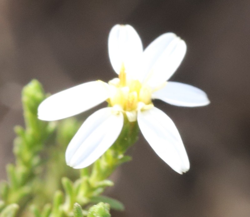 Olearia muricata photo 3