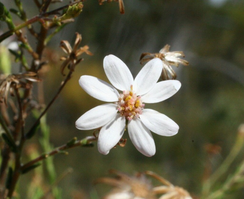 Olearia muricata photo 4