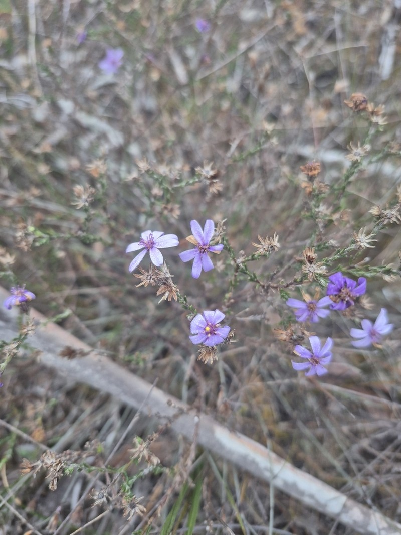 Olearia muricata photo 5