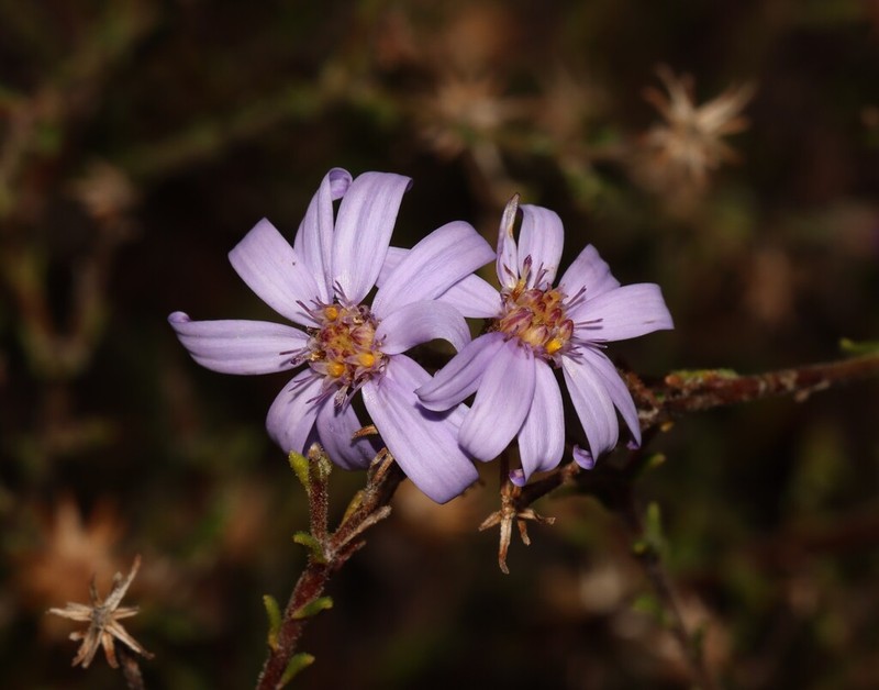 Olearia muricata photo 6