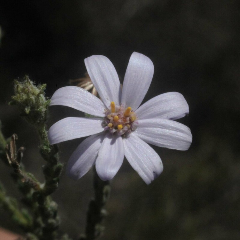 Olearia muricata photo 7