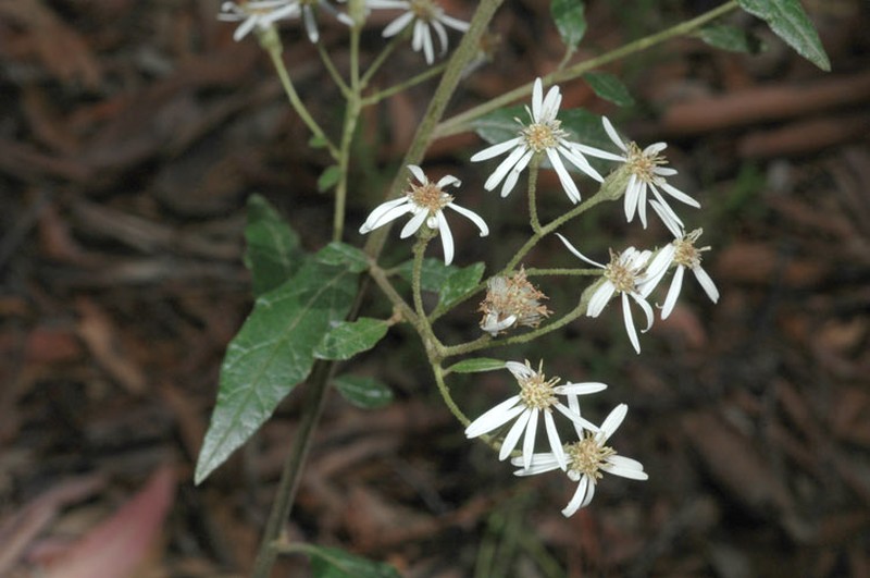 Olearia nernstii
