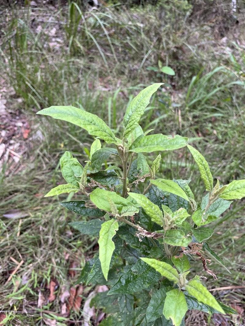 Olearia nernstii photo 2