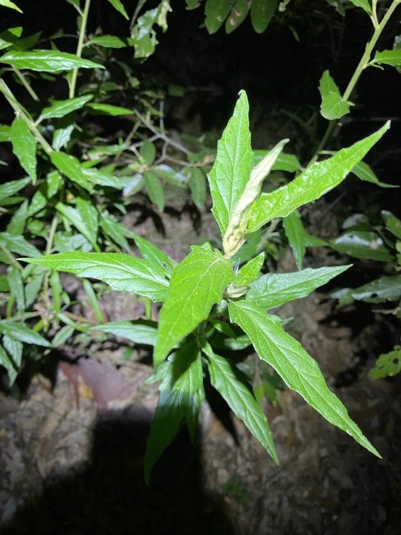 Olearia nernstii photo 3