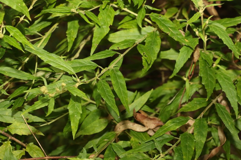 Olearia nernstii photo 4
