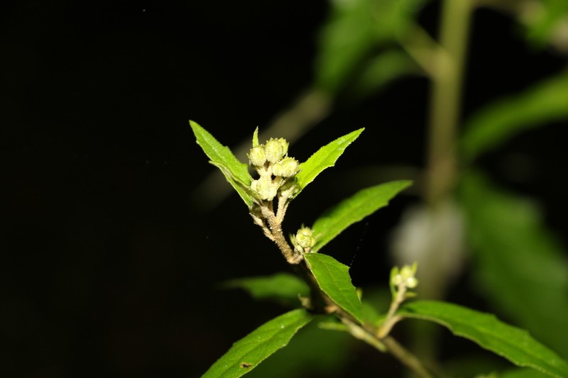 Olearia nernstii photo 5