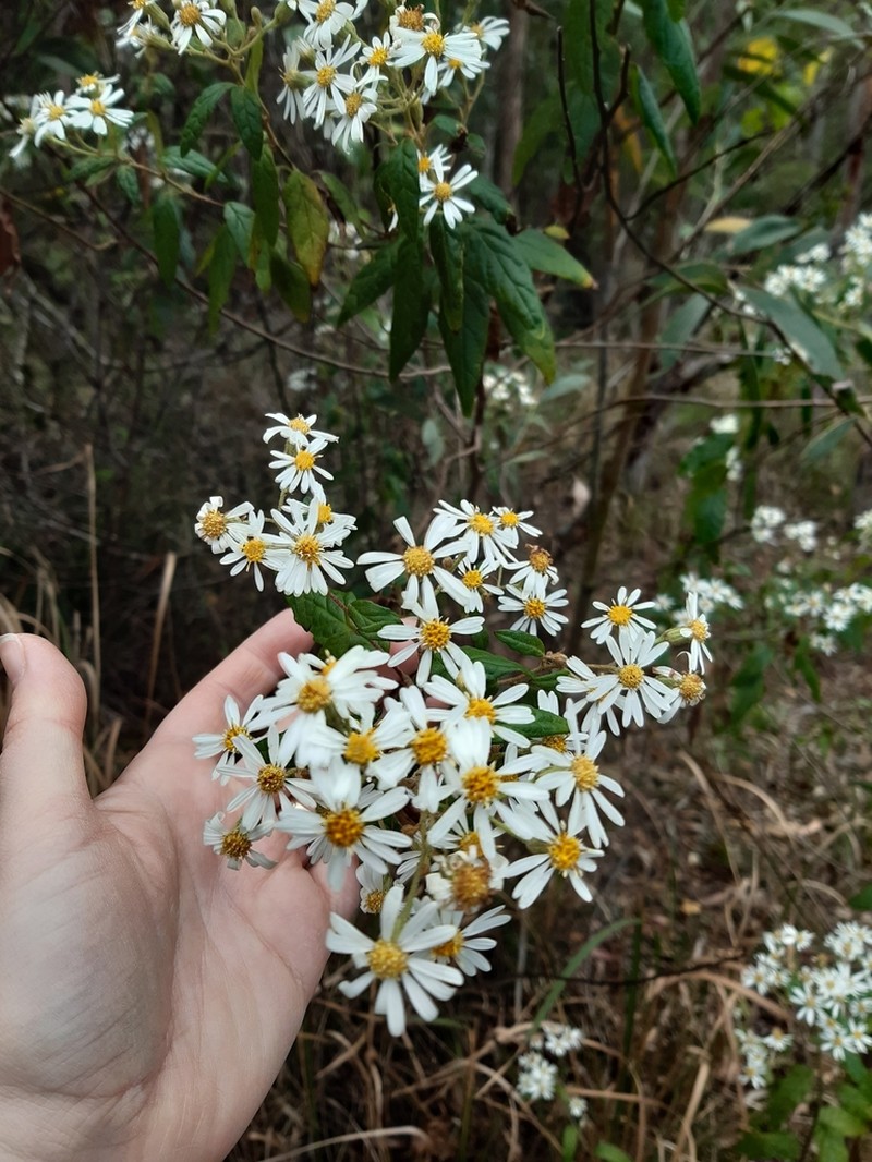 Olearia nernstii photo 6