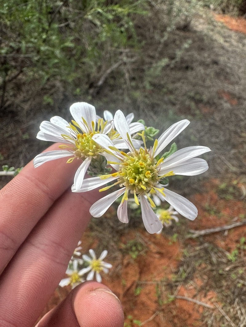 Olearia occidentissima