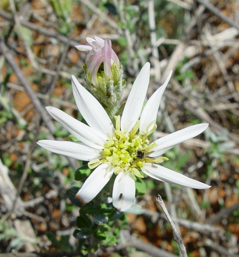 Olearia occidentissima photo 2