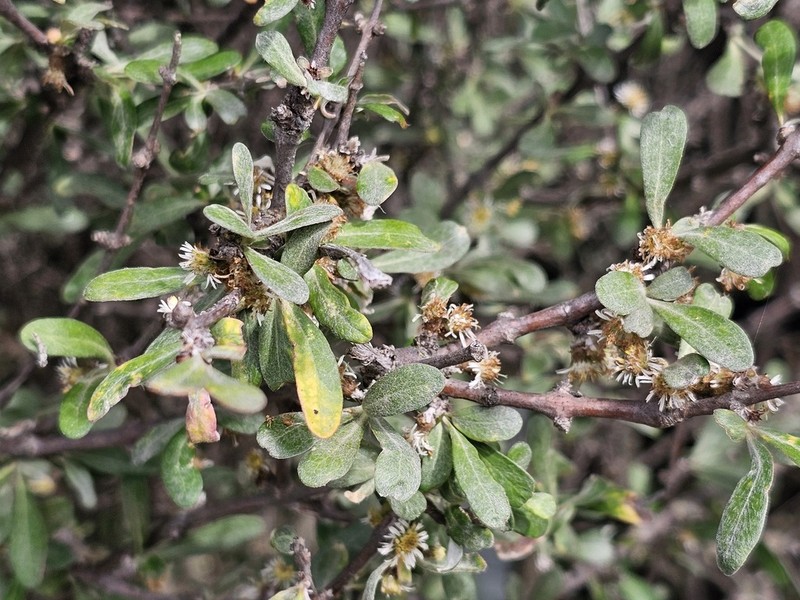 Olearia odorata photo 3