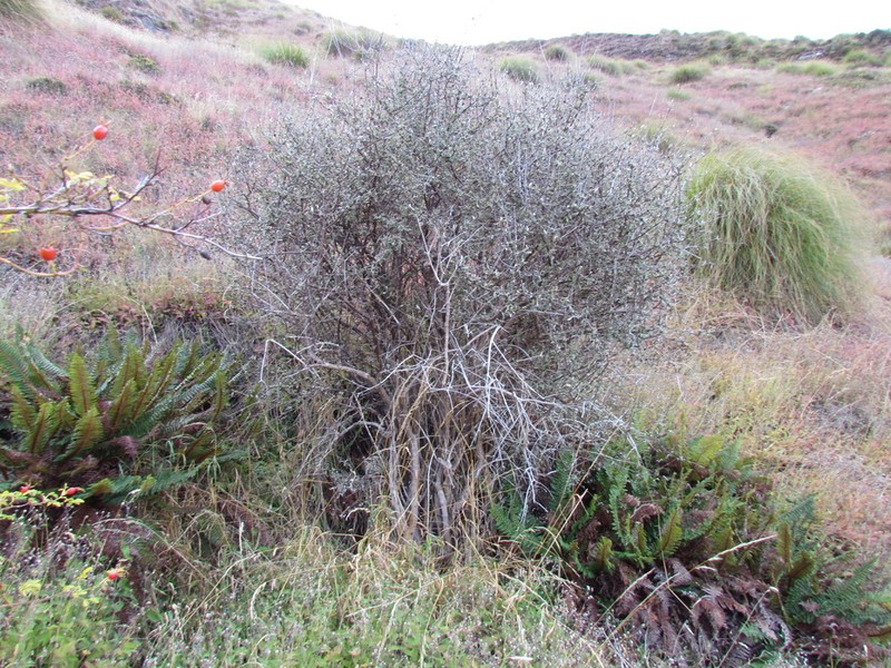 Olearia odorata photo 4