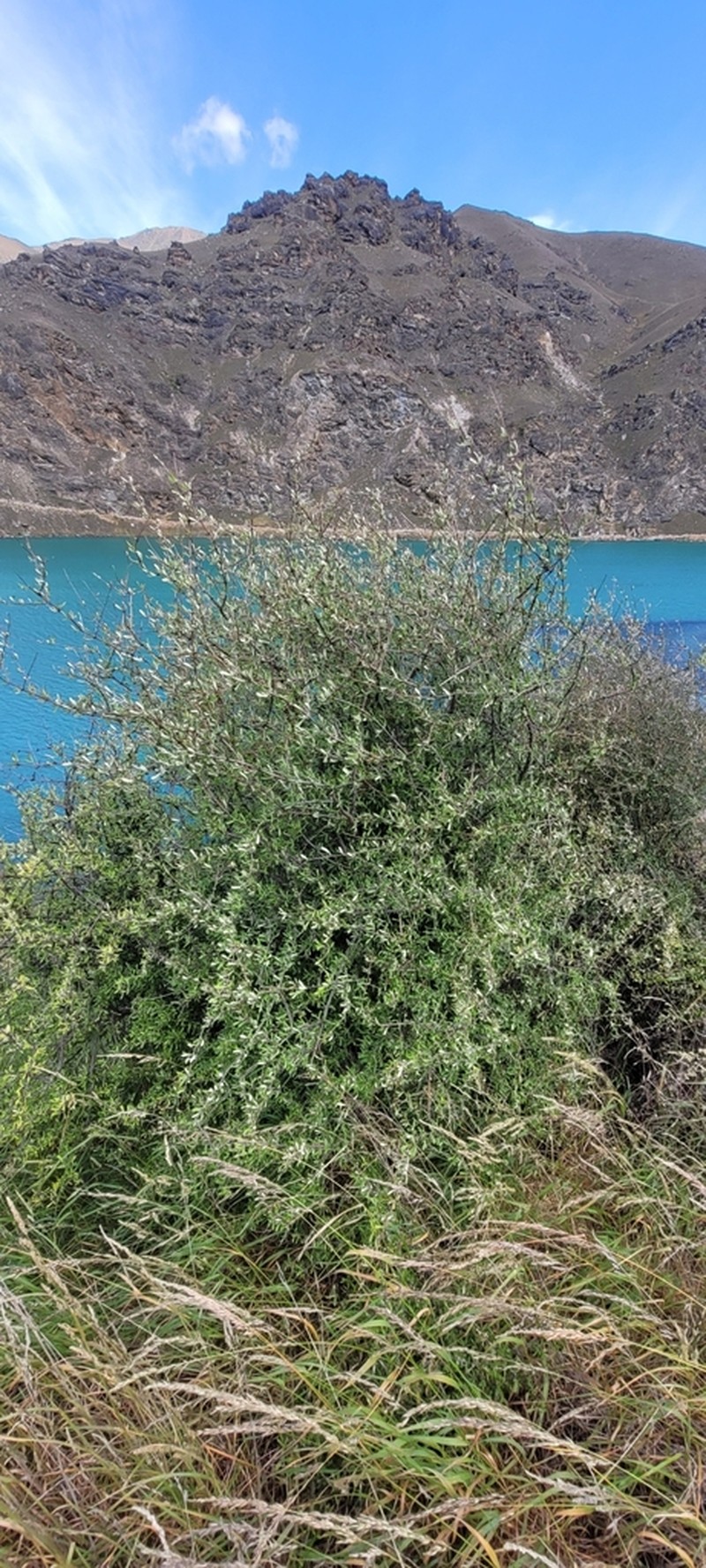 Olearia odorata photo 5