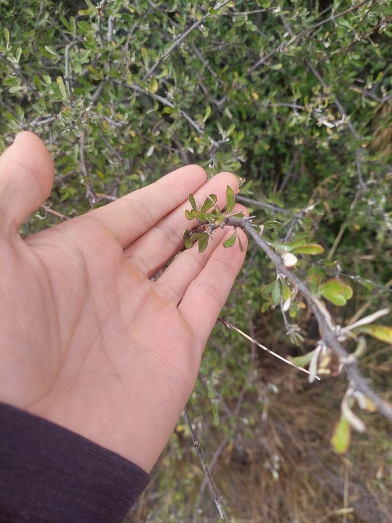 Olearia odorata photo 6