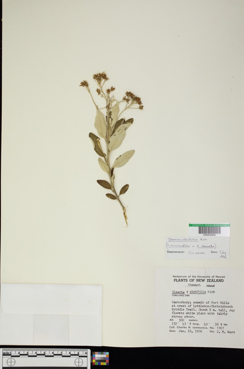 Olearia oleifolia photo 2