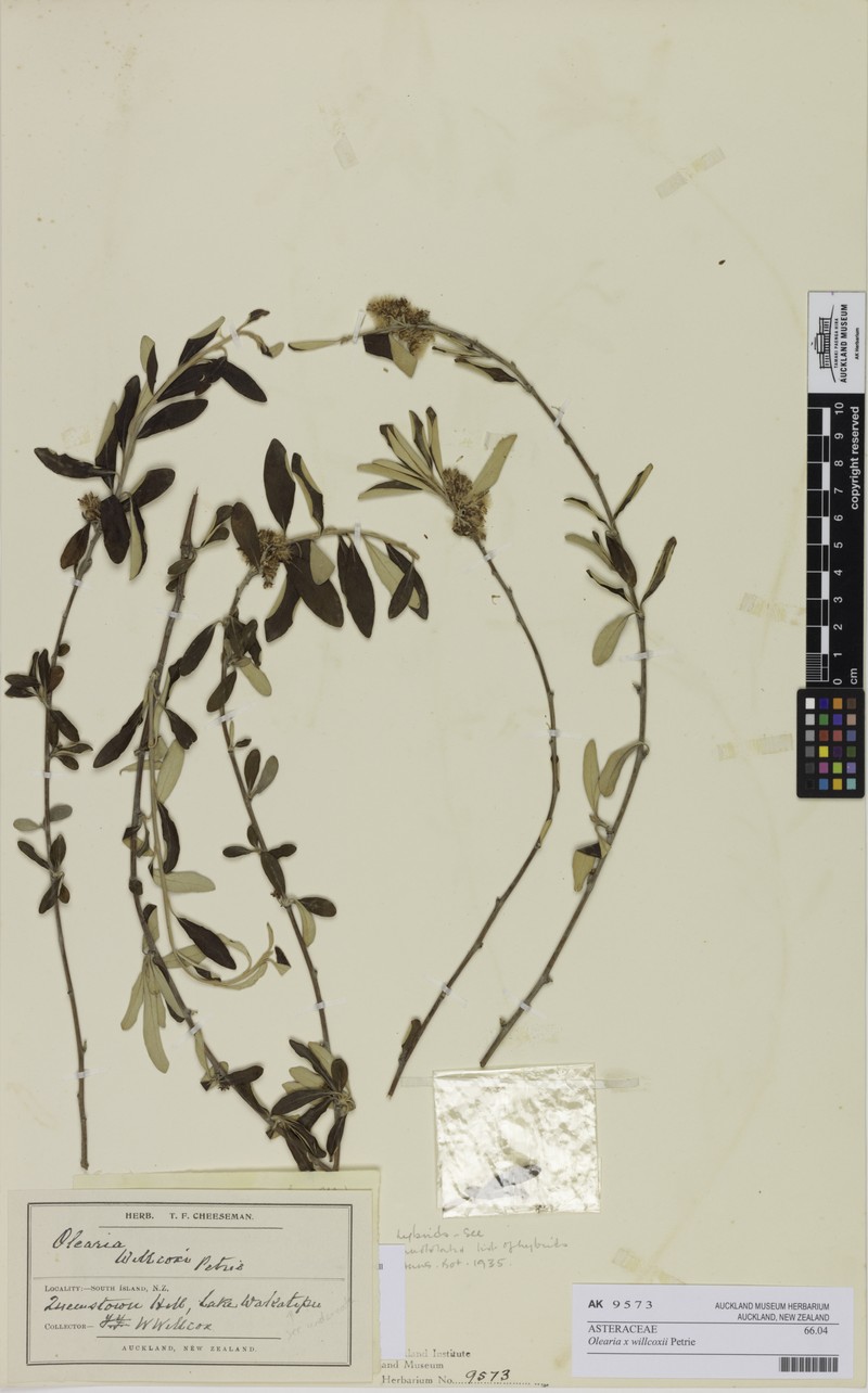 Olearia oleifolia photo 3