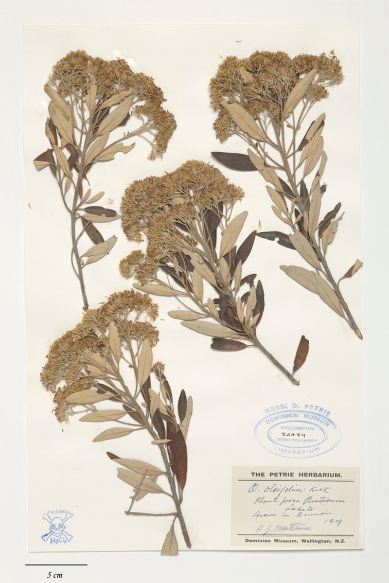 Olearia oleifolia photo 4