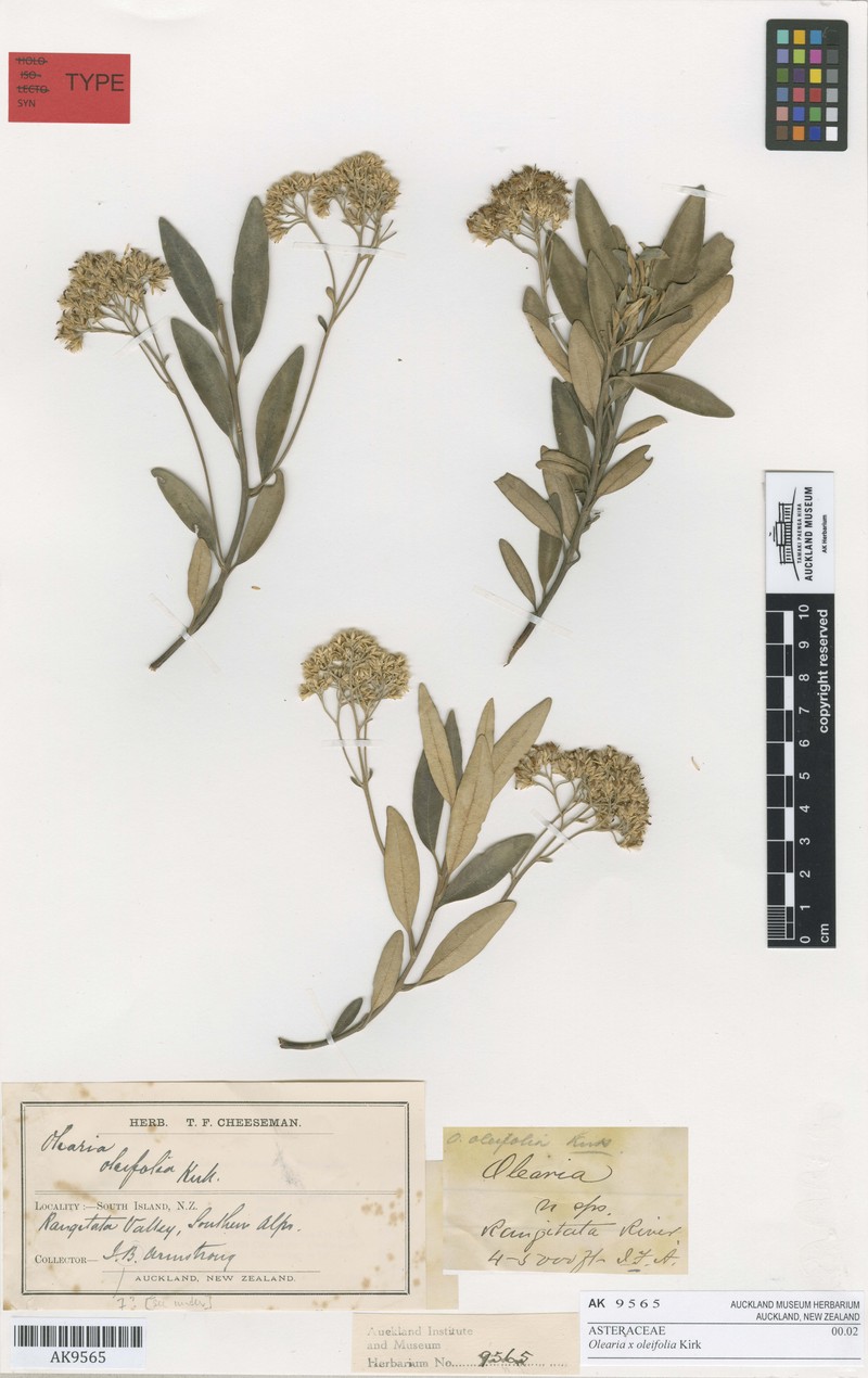 Olearia oleifolia