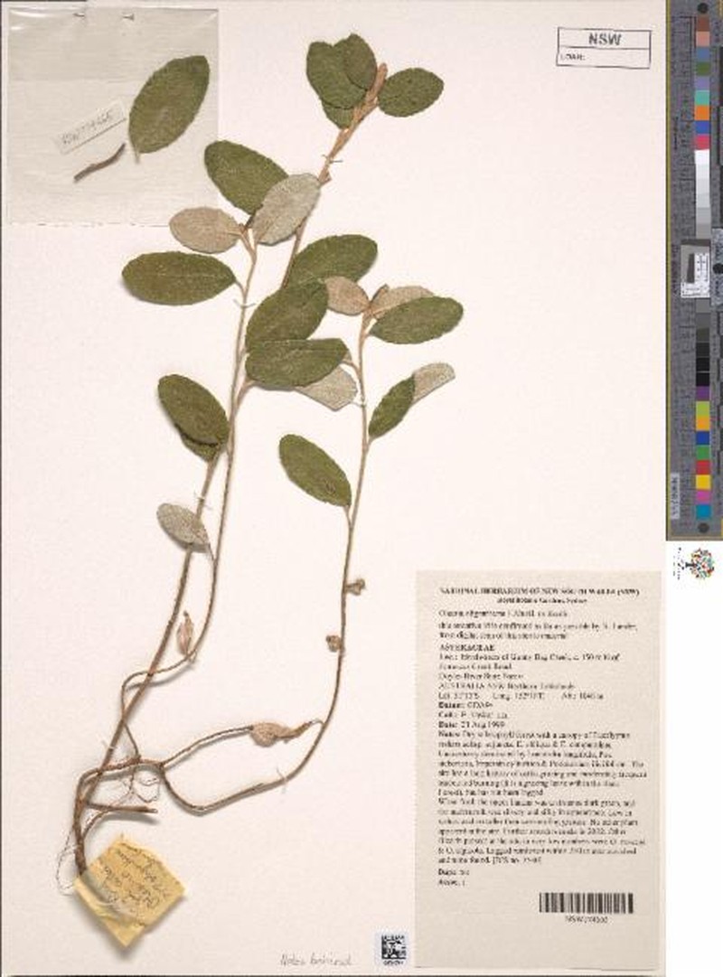 Olearia oliganthema
