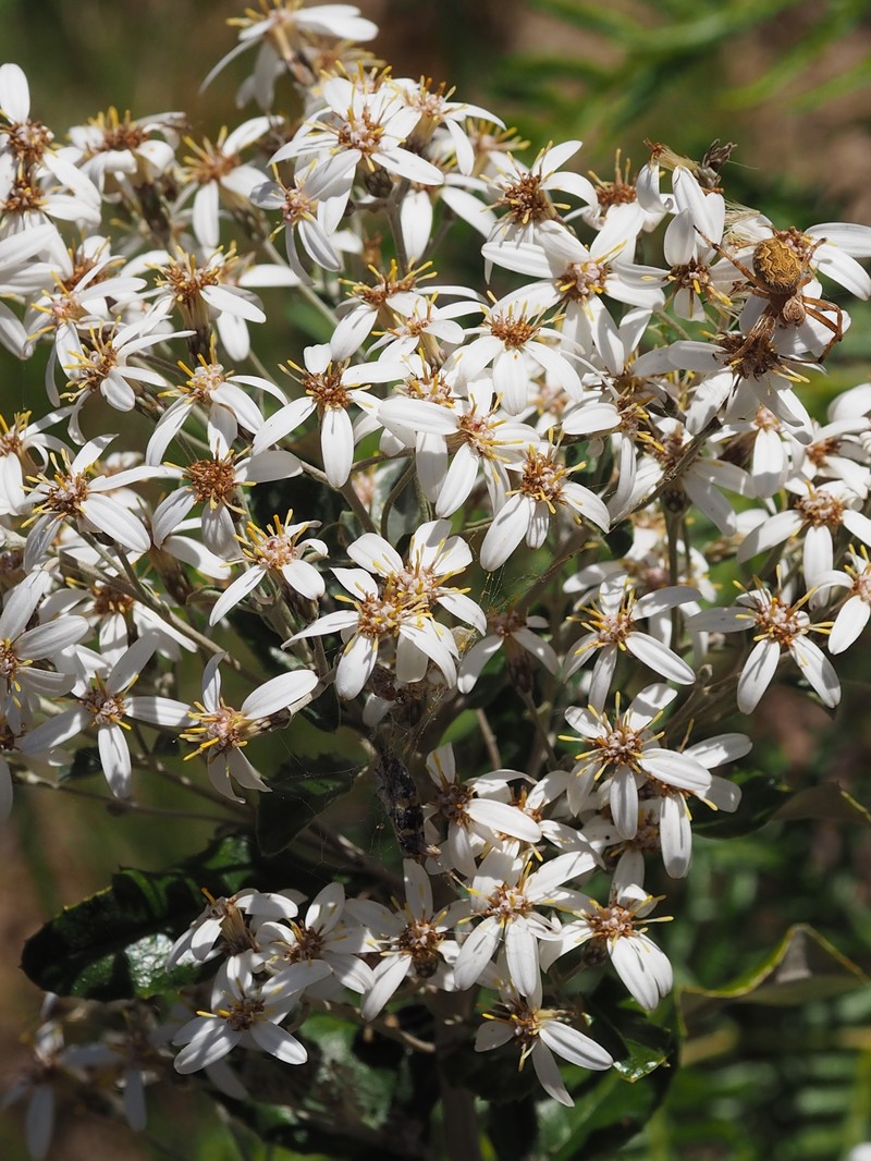 Olearia oppositifolia