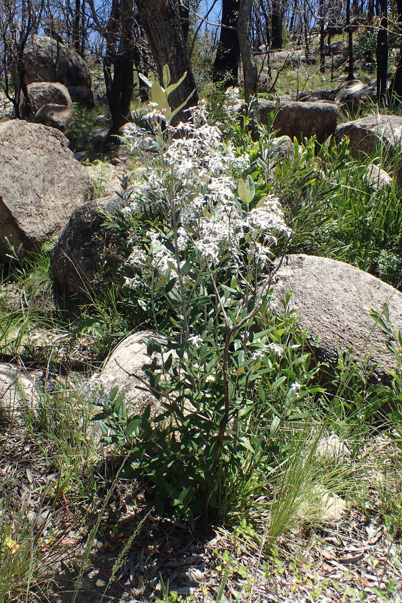 Olearia oppositifolia photo 2