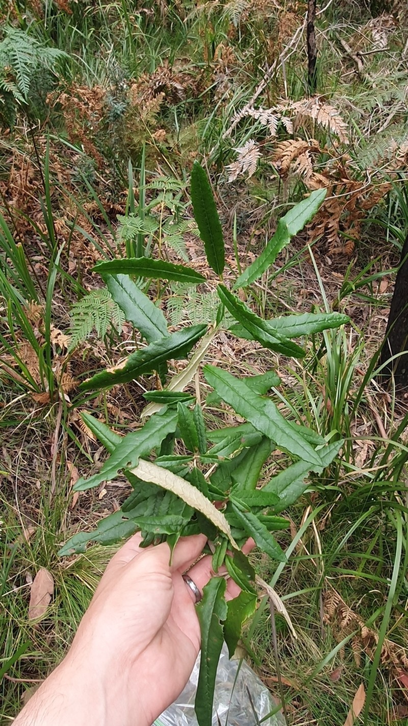 Olearia oppositifolia photo 3
