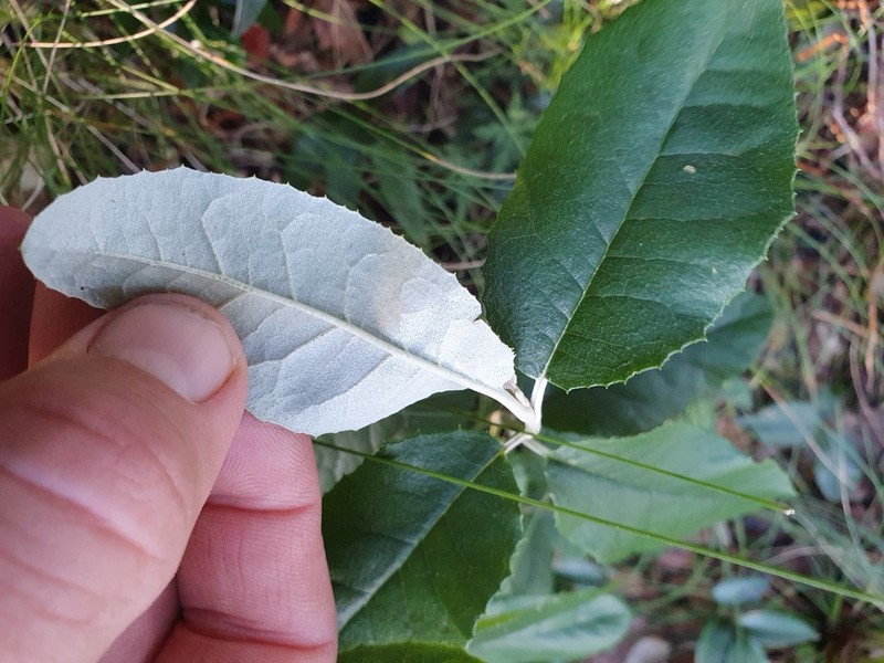 Olearia oppositifolia photo 4
