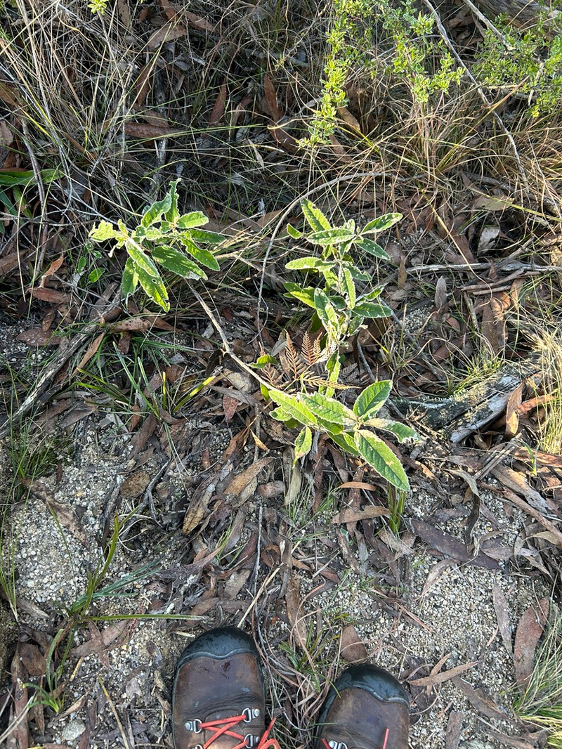 Olearia oppositifolia photo 5