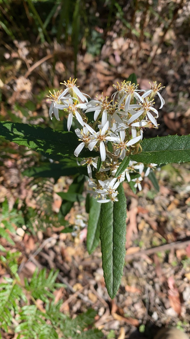 Olearia oppositifolia photo 6