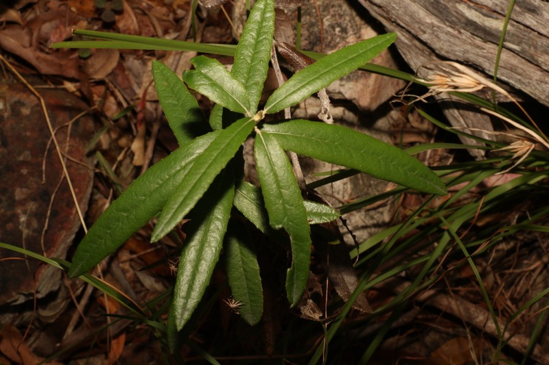 Olearia oppositifolia photo 7