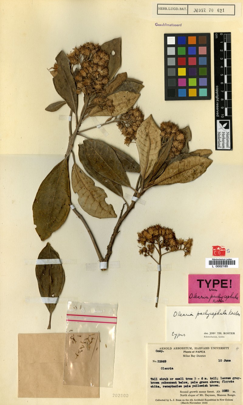 Olearia pachycephala