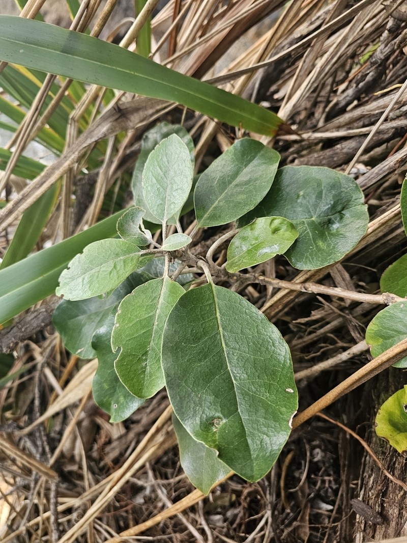 Olearia pachyphylla