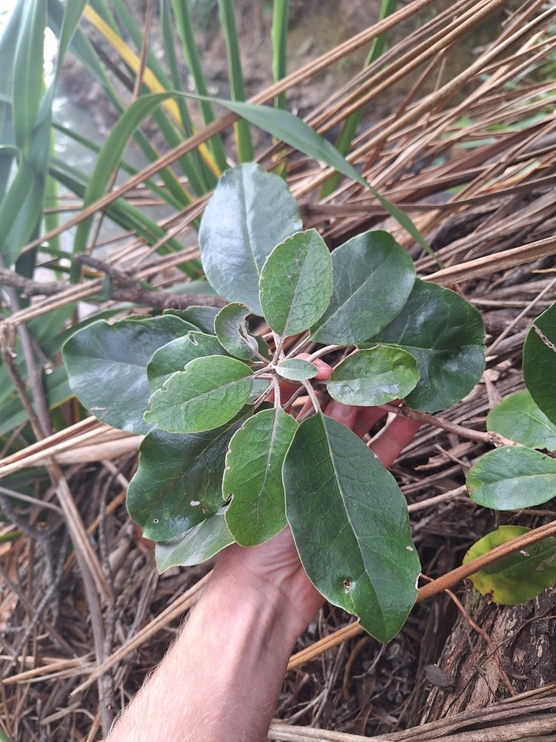 Olearia pachyphylla photo 2
