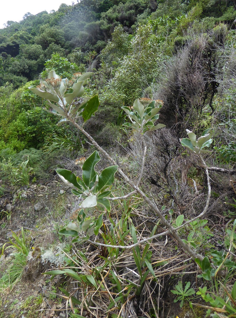 Olearia pachyphylla photo 3